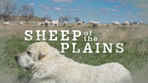 New Documentary - SHEEP OF THE PLAINS